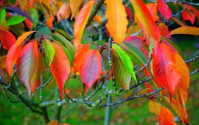 Colorful leaves on tree branches in autumn