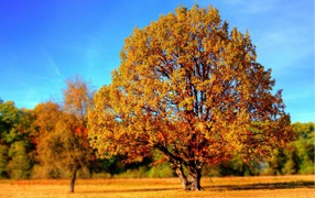 More tree with yellow leaves in the sun in autumn