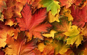Разноцветных осенние листья крупным планом