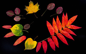Разноцветные осенние листья на черном фоне