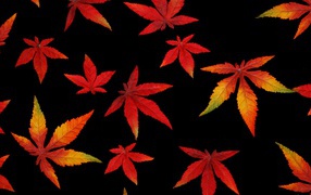 Orange autumn leaves on a black background