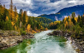 Быстрая горная река у хвойного леса осенью 