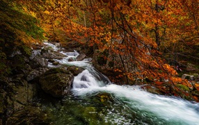 Быстрая вода горного ручья в лесу осенью 