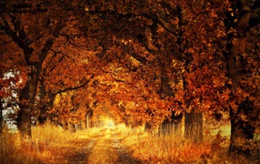 Дорога в густых зарослях деревьев осенью