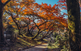 Деревья в красивом осеннем парке, Япония 