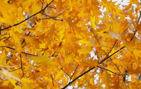 Желтые осенние листья дуба крупным планом