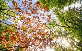 Желтые и зеленые листья на деревьях осенью