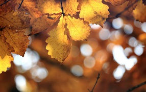 Желтые листья в лучах солнца на ветке осенью