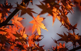 Желтые листья на ветках дерева в лучах солнца осенью 