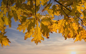 Желтые листья дуба на ветках в лучах солнца осенью