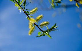 A pussy-willow branch blossoms against the blue sky