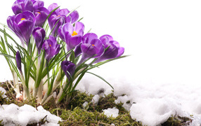 Beautiful tender first crocus flowers in the snow in spring