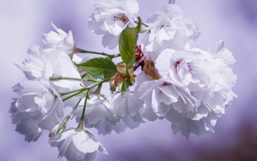 Красивые белые цветы черешни на ветке крупным планом