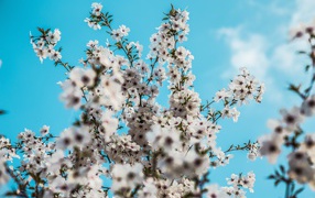Blooming branch of sweet cherry on a background of blue sky in spring