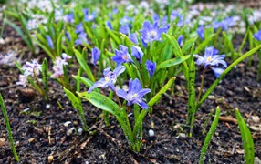 Синие маленькие цветы пролесок на холодной земле весной