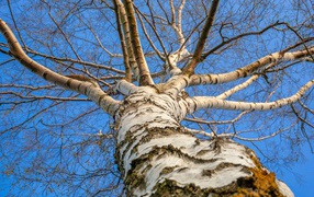 Bottom view of white birch in spring