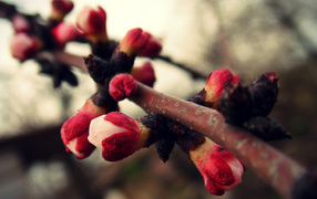 Цветы распускаются на ветке дерева весной 
