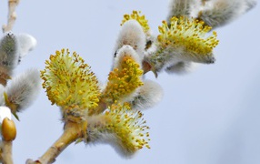 Fluffy cats on a pussy willow branch