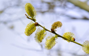 Green blossoming seals on a pussy willow branch