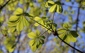 Green spring chestnut leaves in the sun