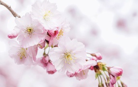 Розовые новые весенние цветы с бутонами на дереве 
