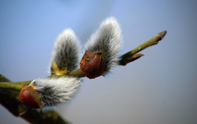Pussy willow buds on gray background