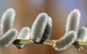 Seals flowers on a pussy willow branch