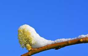 Snow on a branch with a bud against a blue sky