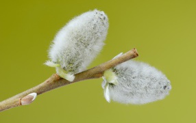 Soft fluffy gray cats on a pussy willow branch