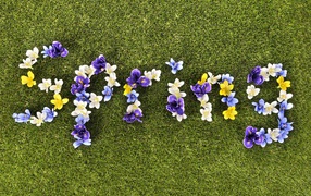 The inscription spring of crocuses on the green grass