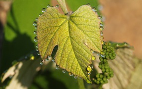 Water droplets on a young leaf of grapes in spring