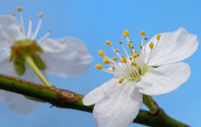 Белый цветок вишни на дереве крупным планом