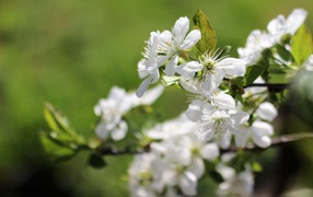 White cherry flowers on a branch in spring close up