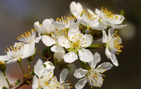 Белые нежные цветы вишни крупным планом