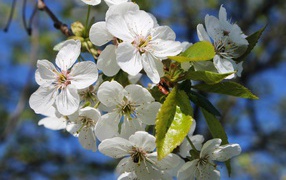 White delicate cherry flowers in the sun on a branch in spring