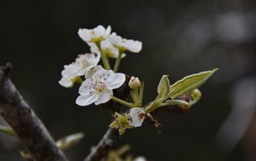 White first flowers on a pear branch in spring