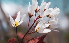 Белые первые цветы на ветке дерева весной