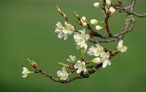 Белые цветы распускаются на ветке дерева весной