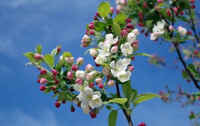 White flowers bloom on the branches of the apple tree against the blue sky