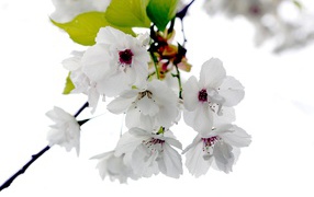 Белые цветы на ветке черешни 