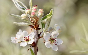 White flowers on a pear branch with buds