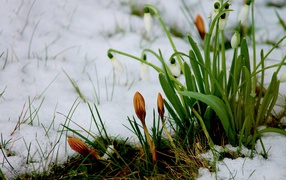 White snowdrops and crocuses make their way through the snow in spring