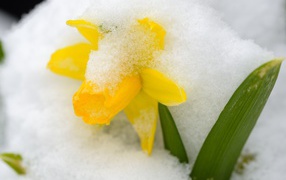 Yellow daffodil flower in snow in March