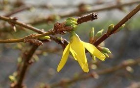 Yellow flower on a tree branch with buds