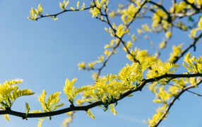 Yellow leaves of acacia on the tree in spring
