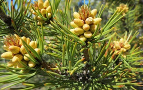 Young cones on a pine branch