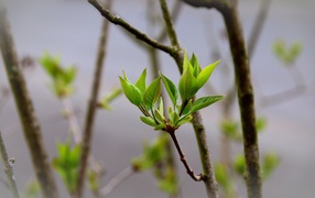 Young green leaves on a tree branch in spring
