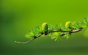 Young pine cone and needles on a pine branch on a green background