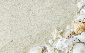 Морская звезда и ракушки на белом песке 
