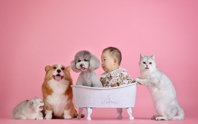 Little Asian child in a basket with dogs and cats.